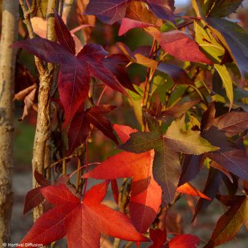 Liquidambar styraciflua Thea - American Sweetgum