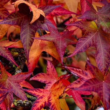 Liquidambar styraciflua Palo Alto - American Sweetgum