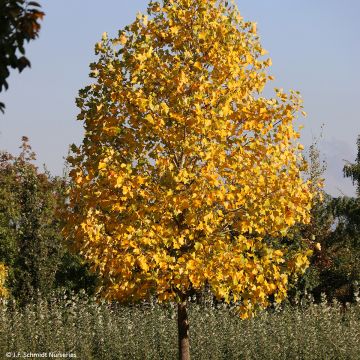 Liriodendron tulipifera Fastigiata