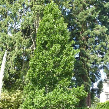 Liriodendron tulipifera Fastigiatum - Tulip Tree