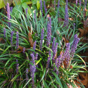 Liriope muscari Big Blue