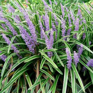 Liriope muscari Variegata