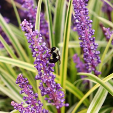 Liriope spicata Silver Dragon