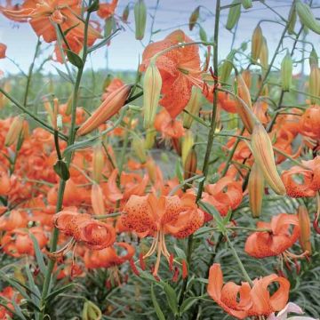 Lilium lancifolium Splendens