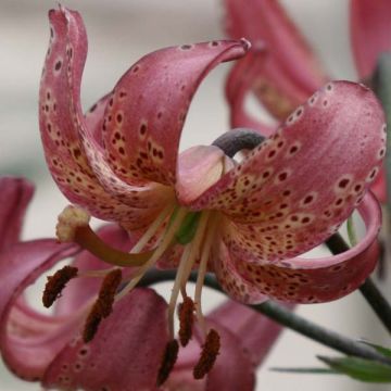 Lilium Manitoba Morning