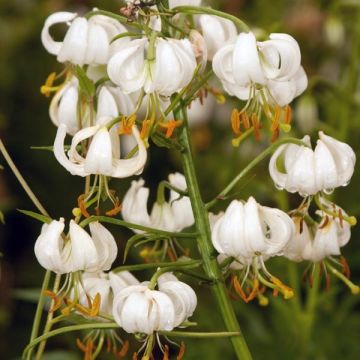 Lilium martagon var. album 