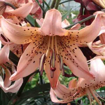 Lilium Salmon Tiger