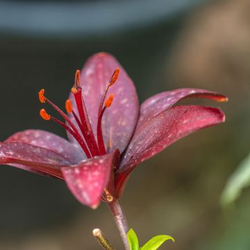 Lilium asiatica Landini - Lily