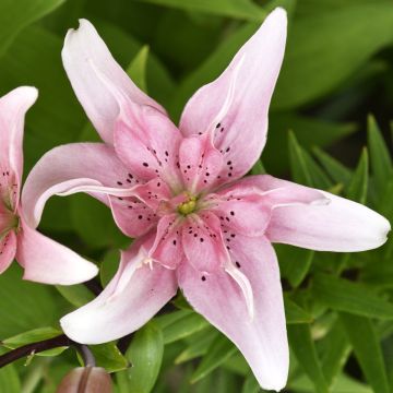 Lilium Elodie - Lily