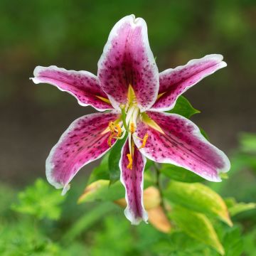 Lilium speciosum var. rubrum Uchida