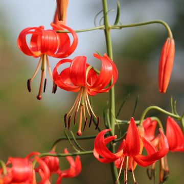 Lilium pumilum - Lily