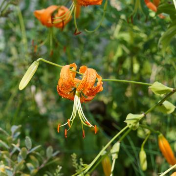 Lilium henryi 