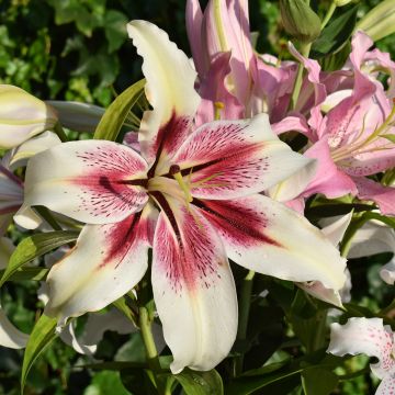 Lilium Lavon