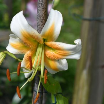 Lilium Lady Alice - Lily