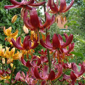 Lilium martagon P320 JW10