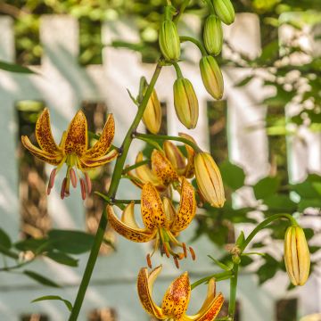 Lilium Peppard Gold - Martagon Lily