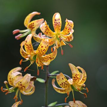 Lilium Sunny Morning - Martagon Lily