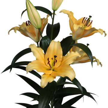 Lilium Corcovado® - Lily