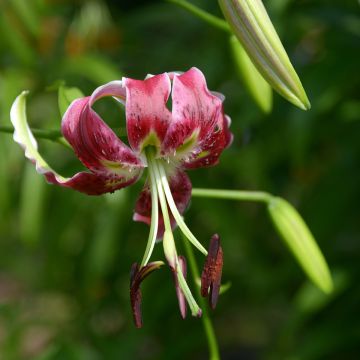 Lilium Black Beauty