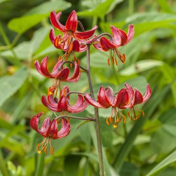 Lilium Claude Shride