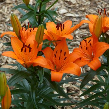 Lilium Orange Pixie - Lily
