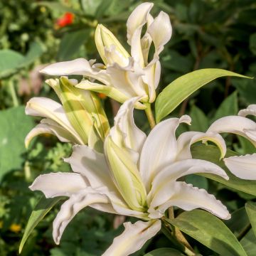 Lilium oriental Polar Star - Lily