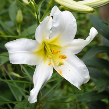 Lilium regale Album - Lily