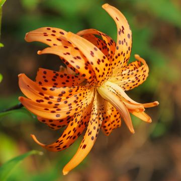 Lilium lancifolium Flore Pleno