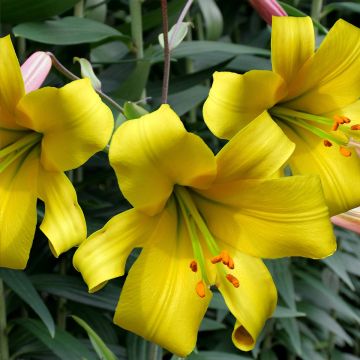 Lilium Golden Splendor - Asiatic Lily