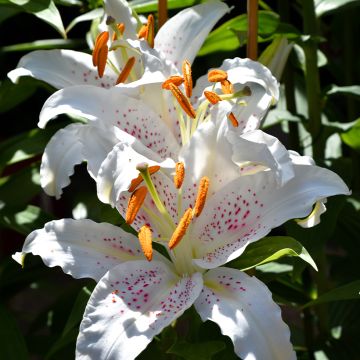Lilium Muscadet - Lily