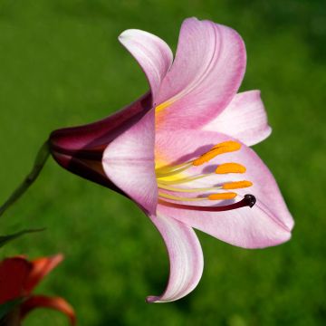 Lilium Pink Perfection