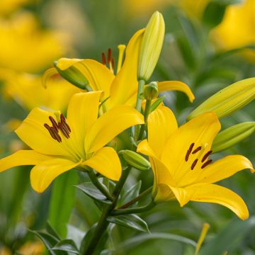 Lilium Kesla - Lily