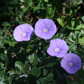 Convolvulus sabatius Compacta - Blue rock bindweed