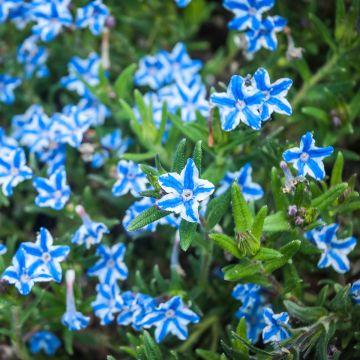 Lithodora diffusa Star - Grémil diffus