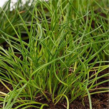 Plantain d'eau commun - Alisma plantago-aquatica