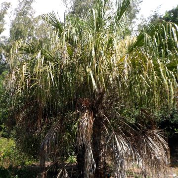 Livistona benthamii - Bentham's Fan Palm