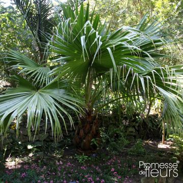 Livistona chinensis - Chinese Fan Palm