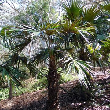 Livistona fulva - Chinese Fan Palm