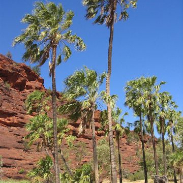 Livistona mariae - Central Australian fan Palm