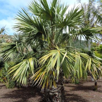 Livistona saribus - Taraw Palm