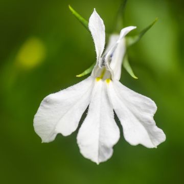 Lobelia erinus Anabel Snow White - Trailing Lobelia