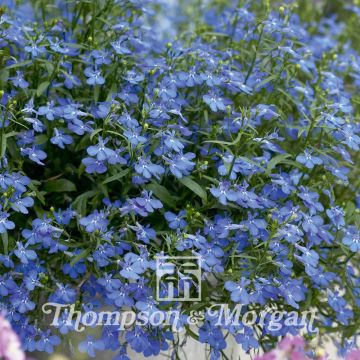 Lobelia erinus Cambridge Blue Seeds