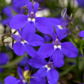 Lobelia erinus Deep Blue Star - Trailing Lobelia