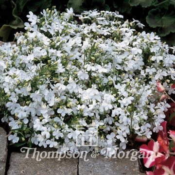 Lobelia erinus Paper Moon - Trailing Lobelia seeds