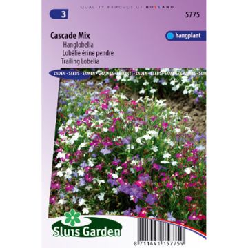 Lobelia erinus Cascade - Trailing Lobelia