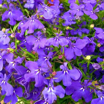 Lobelia erinus Crystal Palace