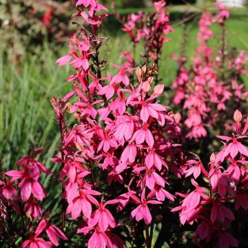 Lobelia speciosa Fan Salmon - Lobélie Fan Salmon