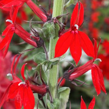 Lobelia x speciosa Fan Tiefrot