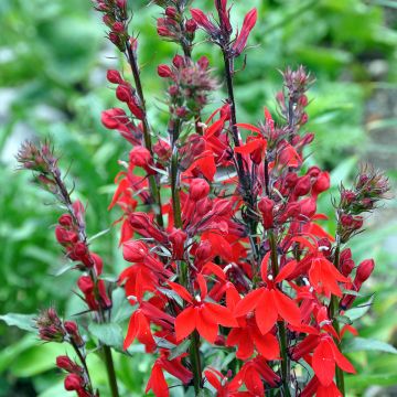 Lobelia speciosa Kompliment Tiefrot