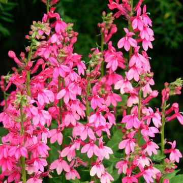 Lobelia speciosa Pink Flamingo